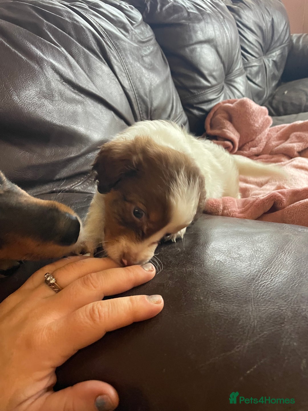 Mixed Breed dogs for sale: Beautiful pups! - Advert 6