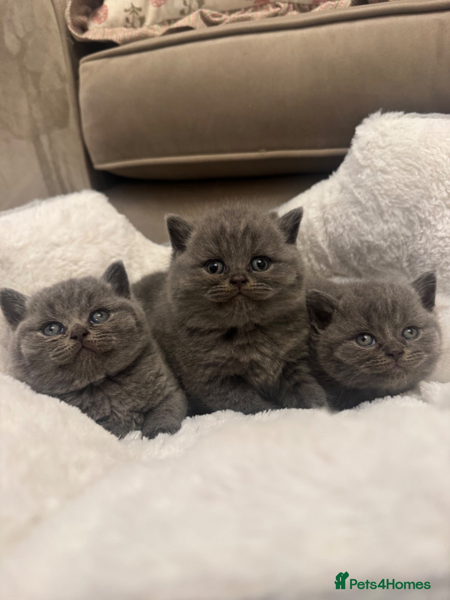 British Shorthair cats Champion GCCF Blue British shorthair kittens  - Advert 2