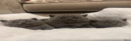 British Shorthair cats for sale: Champion GCCF Blue British shorthair kittens  - Advert 2