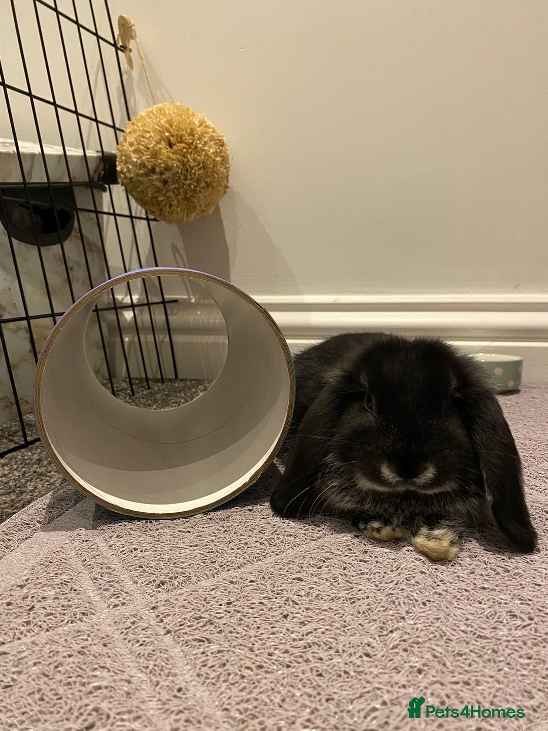 Mini Lop rabbits for sale: Mini Lop black otter indoor bunny  - Advert 3