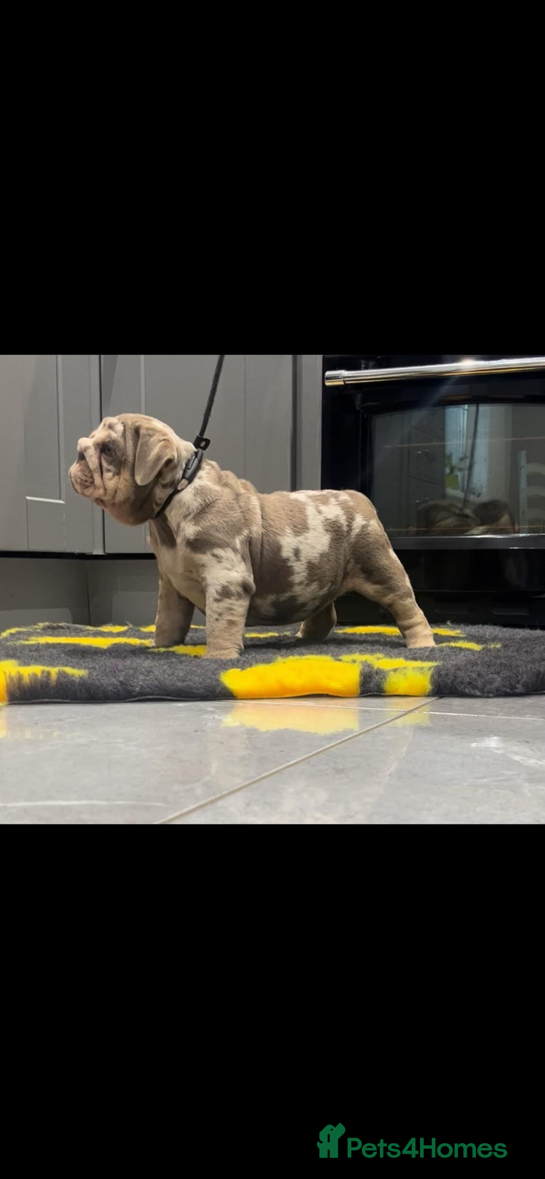 English Bulldog dogs for sale: English bulldog puppy Merle female  - Image 2