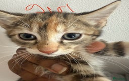 British Shorthair cats for sale: 6 ADORABLE BRITISH SHORTHAIR KITTENS - Image 4