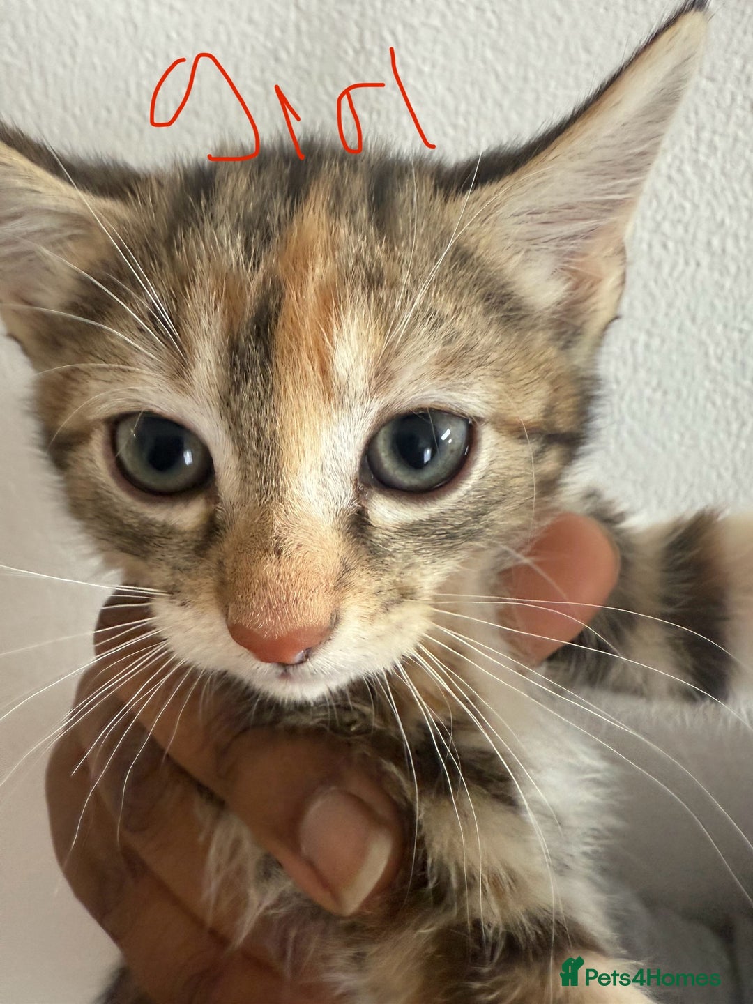 British Shorthair cats for sale: 6 ADORABLE BRITISH SHORTHAIR KITTENS - Image 4