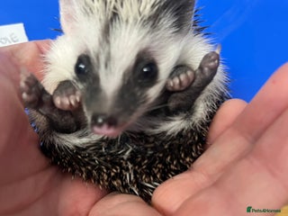 Pygmy Hedgehog rodents - Advert 16