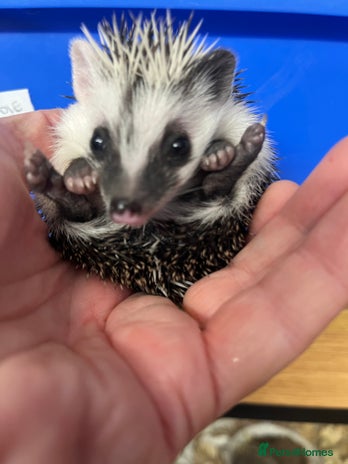 Pygmy Hedgehog rodents - Advert 16