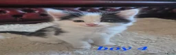 Mixed Breed cats for sale: 4 girls 4 boys 8 week old kittens  - Advert 3