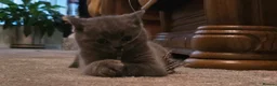 British Shorthair cats for sale: Two Stunning Pedigree British Shorthair Girls - Advert 8