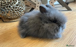 Lionhead rabbits for sale: 2 double mane lion heads  for sale  - Image 16