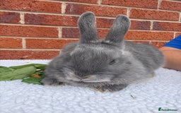 Mixed Breed rabbits for sale: Stunning Mixed Breed Rabbits  - Image 2