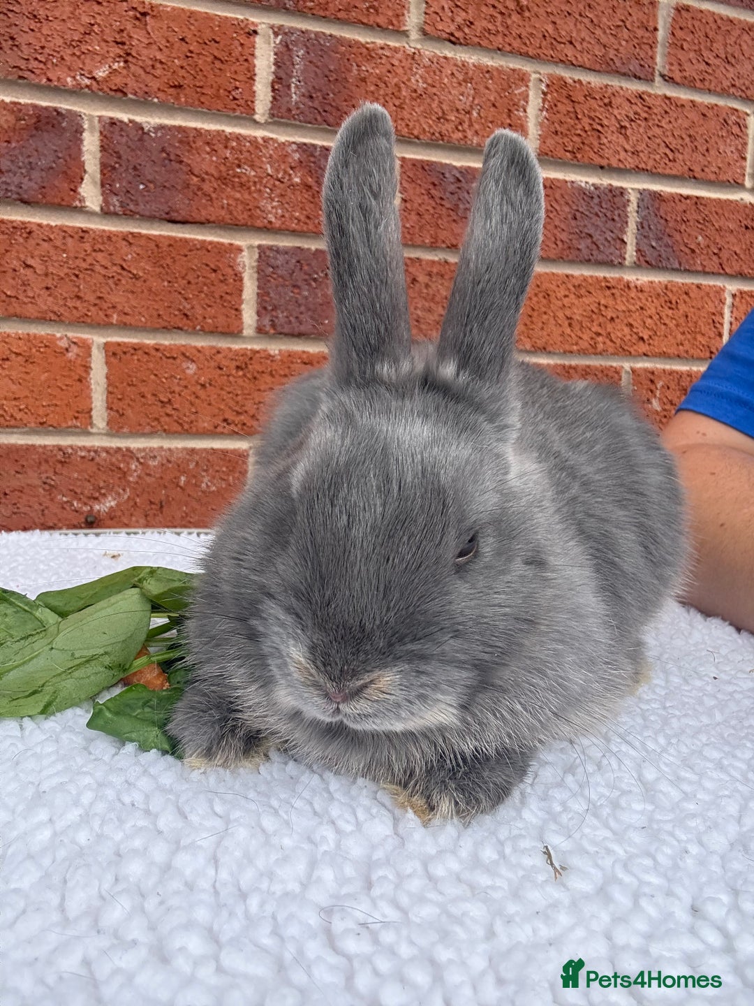 Mixed Breed rabbits for sale: Stunning Mixed Breed Rabbits  - Image 2
