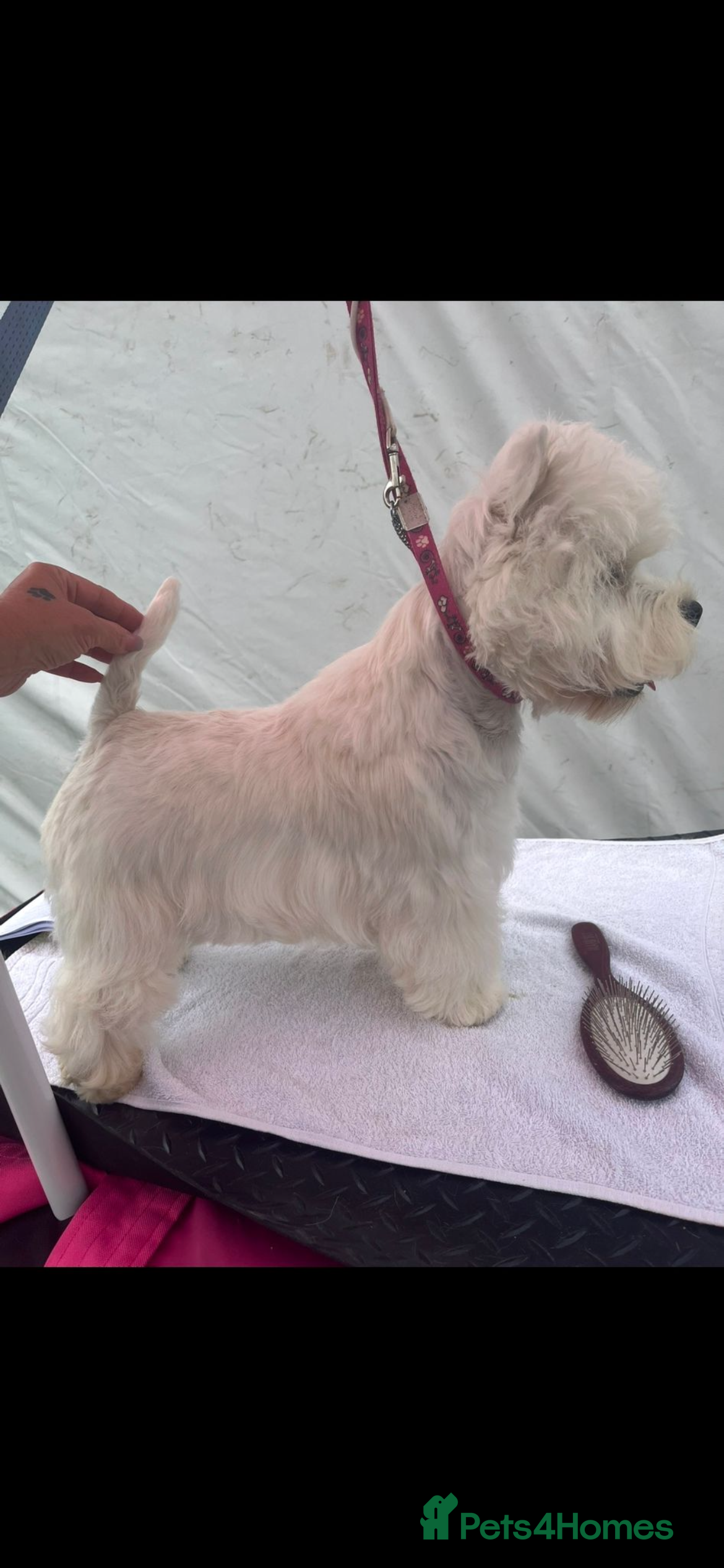 West Highland Terrier dogs Top Quality proven West highland terrier for stud  in Newark - Advert 2