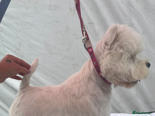 West Highland Terrier dogs in Newark - Advert 1