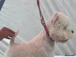 West Highland Terrier dogs Top Quality proven West highland terrier for stud in Newark - Advert 1