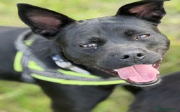 Mixed Breed dogs for adoption: Loving Beatrix looking For LOVE - Image 20