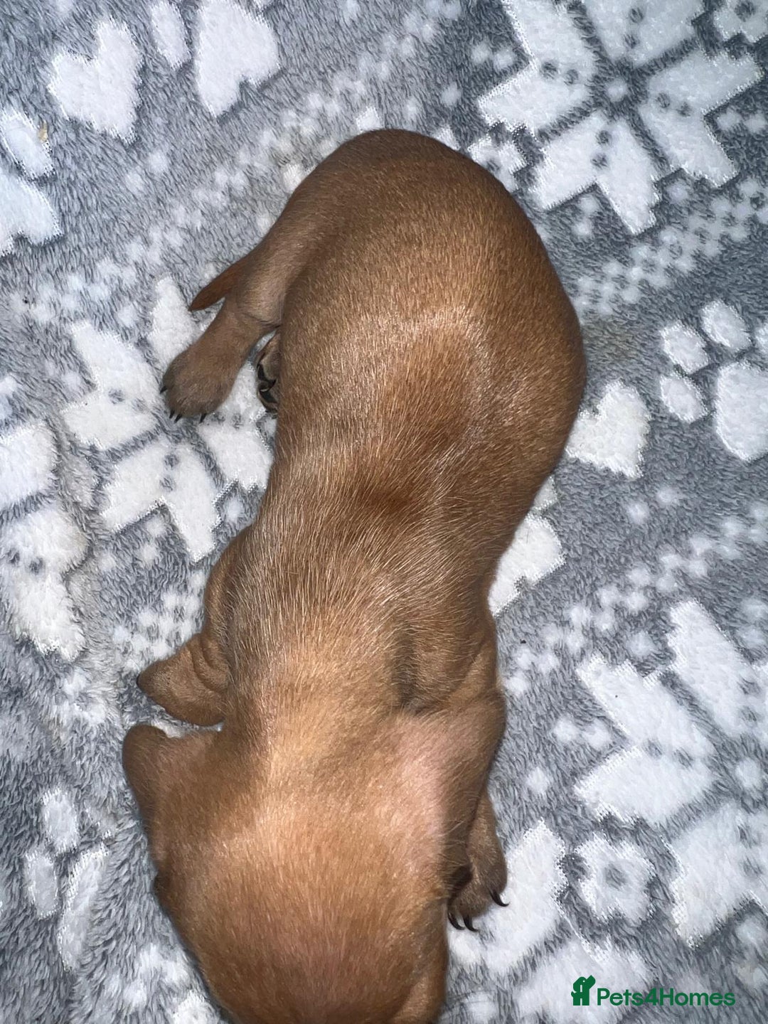 Miniature Dachshund dogs for sale: Kc registered miniature dachshunds  - Image 4