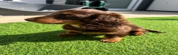 Miniature Dachshund dogs for sale: Sunny fluffy miniature dachshund - Advert 5