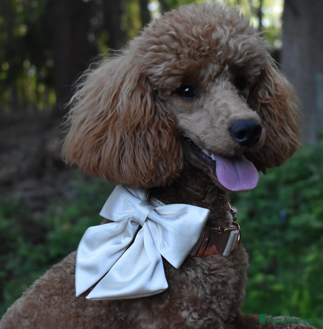 Miniature Poodle dogs for stud: Deep Red Miniature Poodle Stud   in Romford - Image 8