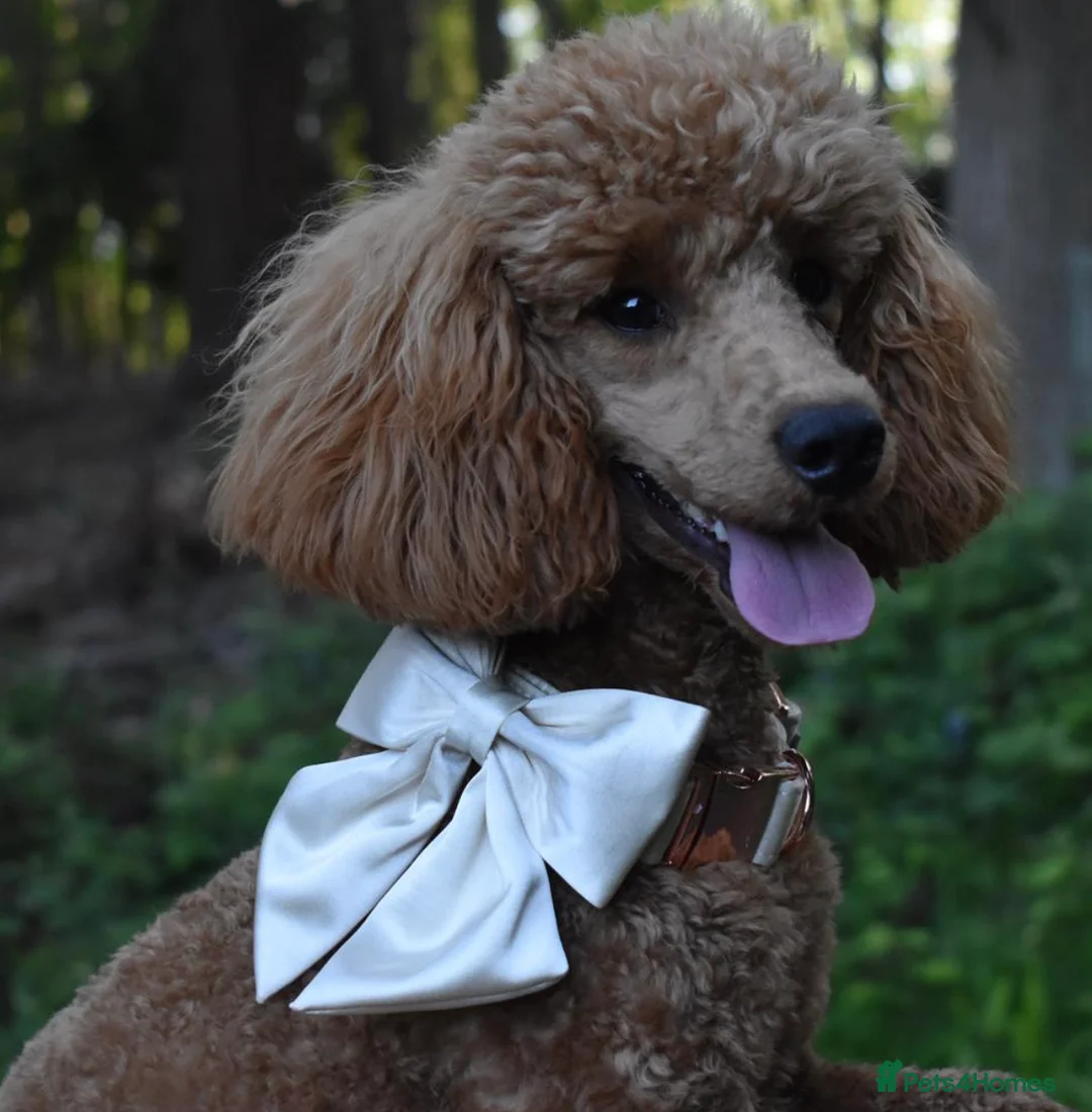 Miniature Poodle dogs for stud: Deep Red Miniature Poodle Stud   - Advert 8