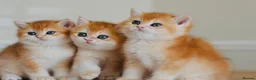 British Shorthair cats for sale: GCCF/TICA Stunning Golden BSH Chinchilla Kittens - Advert 8
