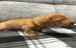Miniature Dachshund dogs for sale: Beautiful KC Reg Miniature Dachshund Puppies - Image 23