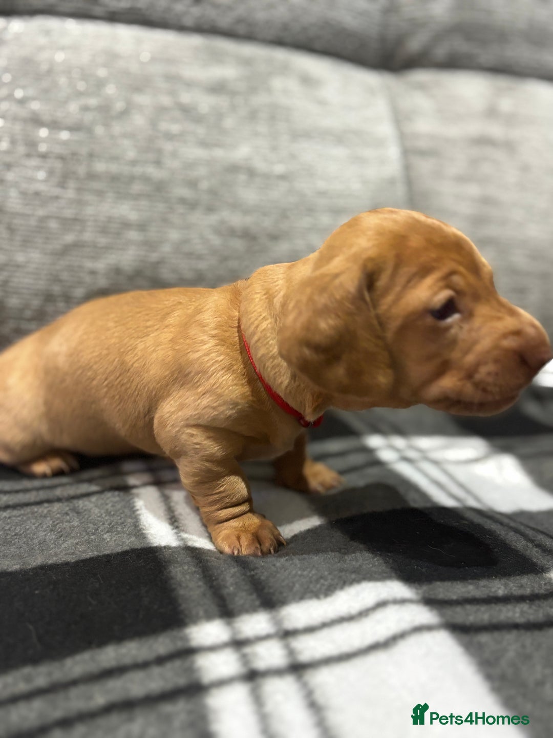 Miniature Dachshund dogs for sale: Beautiful KC Reg Miniature Dachshund Puppies - Image 23
