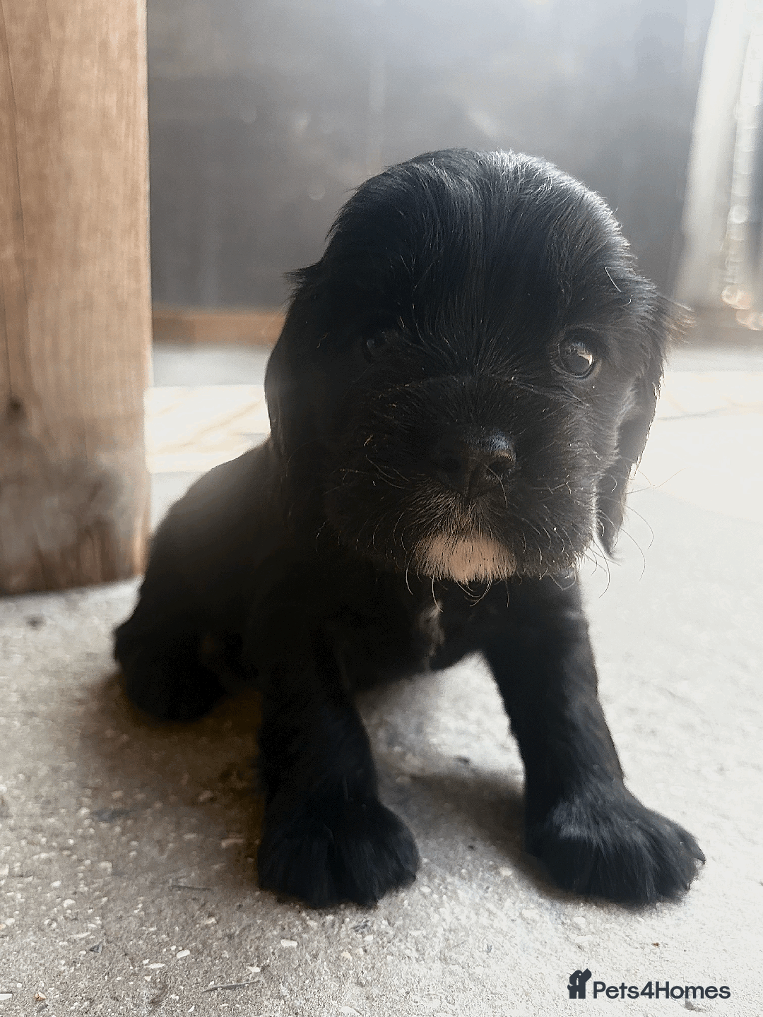 Cockalier dogs for sale: 2 BEAUTIFUL FEMALE COCKALIER PUPPIES - Image 3
