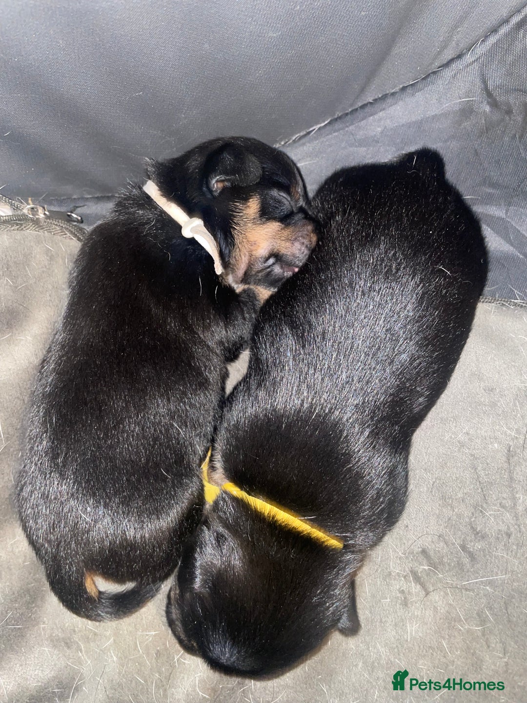 Jack Russell dogs for sale: Jack Russell Puppies - Advert 18