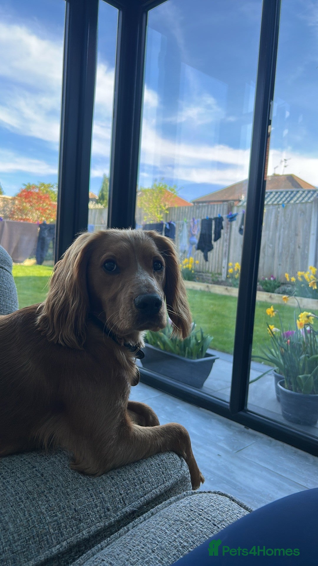 Cocker Spaniel dogs Working Cocker Spaniel - Advert 4