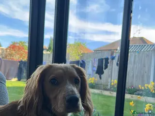 Cocker Spaniel dogs Working Cocker Spaniel - Advert 2