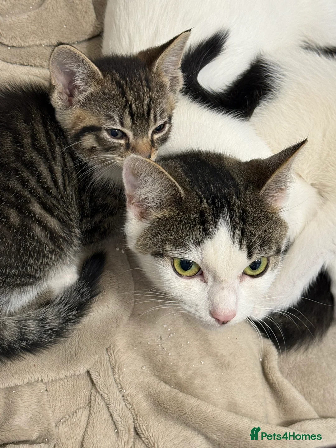 Maine Coon cats for sale: Half Maine coon kittens  - Advert 5