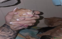 Mixed Breed cats for sale: Mixed breed kittens  - Image 2