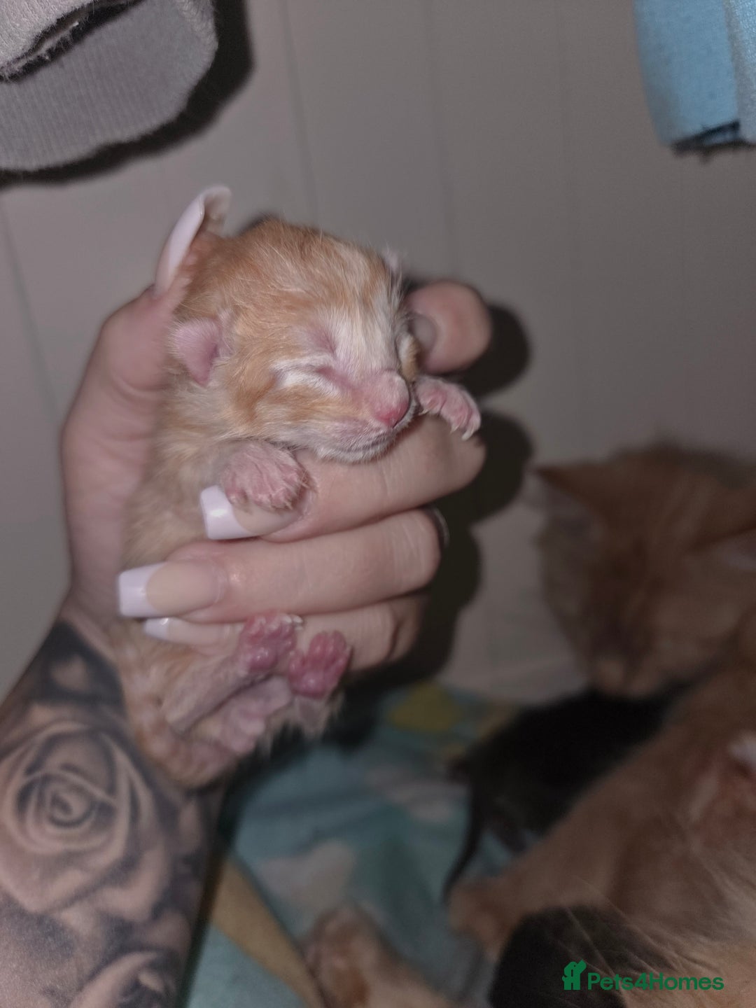 Mixed Breed cats for sale: Mixed breed kittens  - Image 2