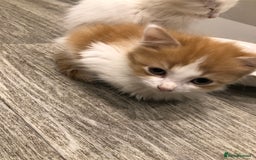 Mixed Breed cats for sale: Litter 5 kittens looking for there forever homes.  - Image 12