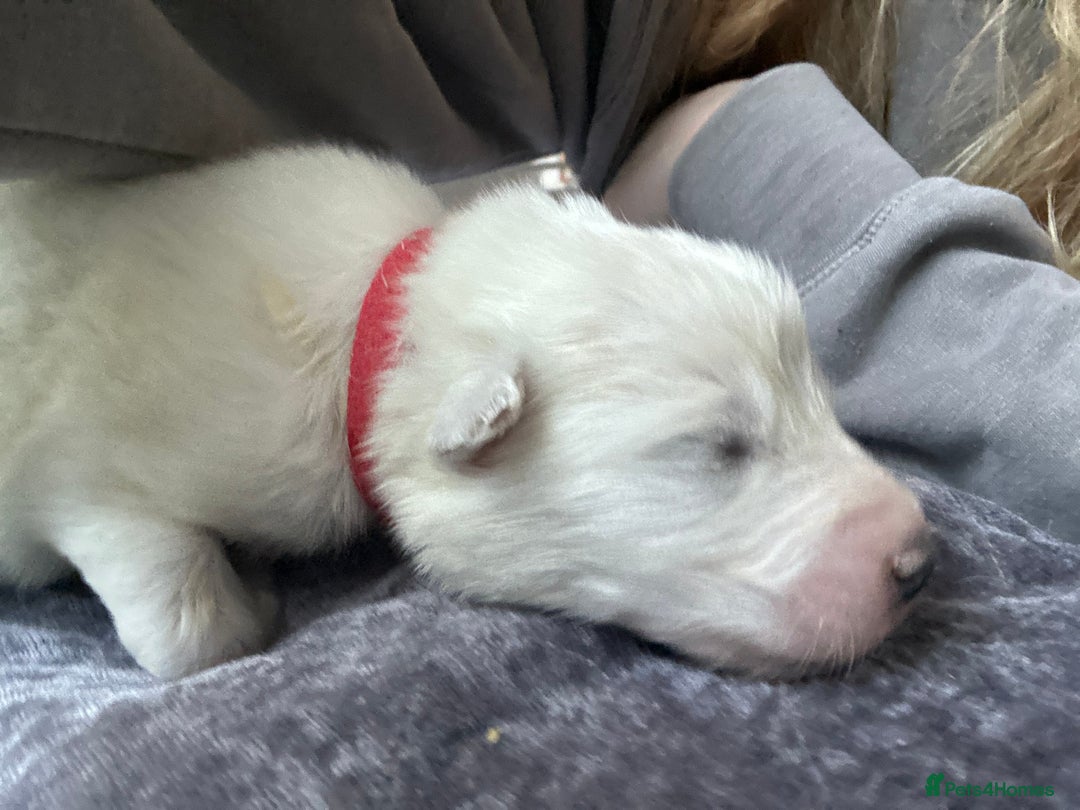 Samoyed dogs for sale: Adorable Samoyed puppies available to reserve!  - Advert 12