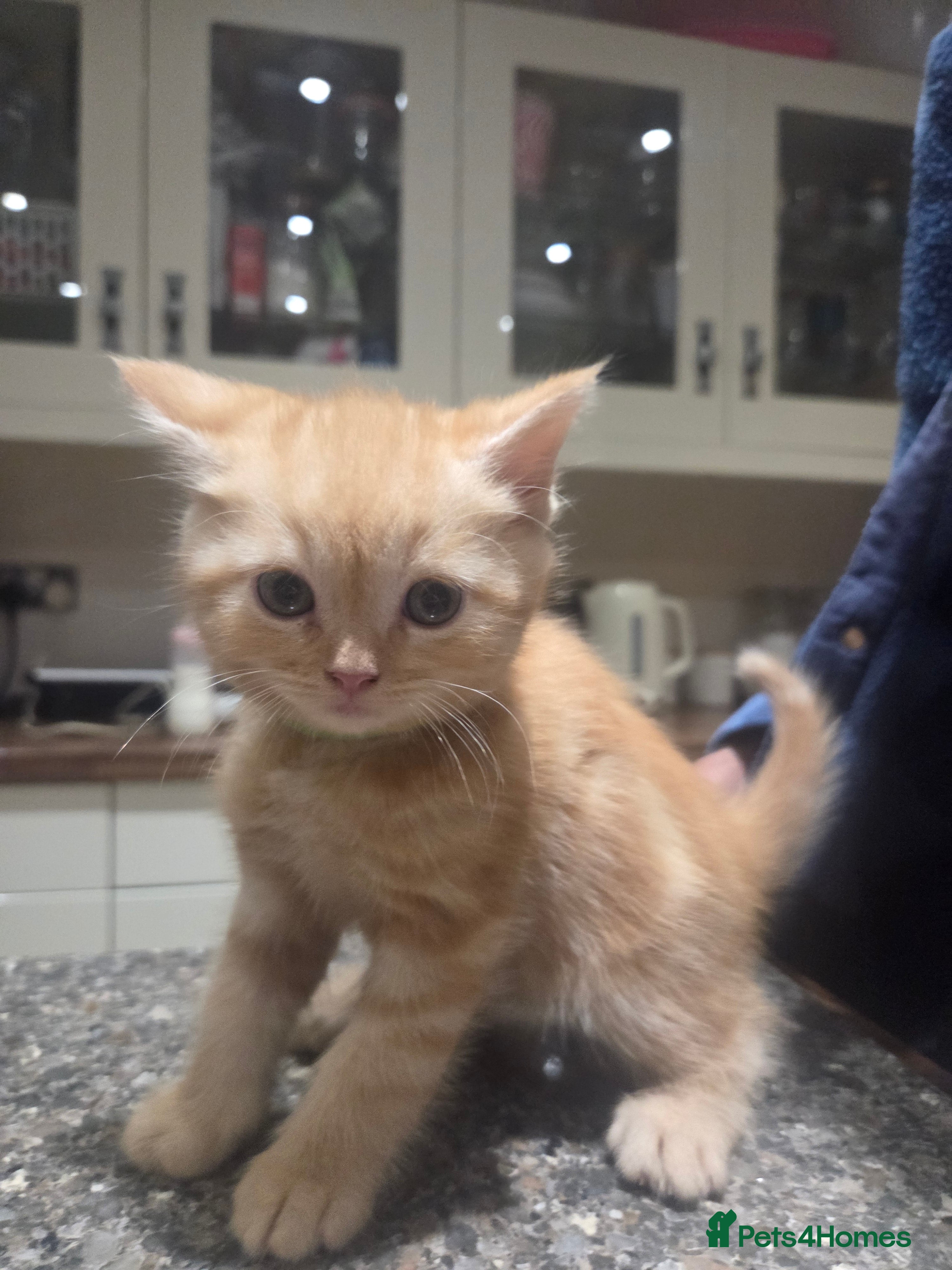 Persian cats for sale: Persian Cross tabby kittens for sale  in Warminster - Advert 11