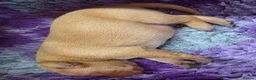 Labrador Retriever dogs for sale: Fantastic Fox Red Labrador Puppies  - Advert 13