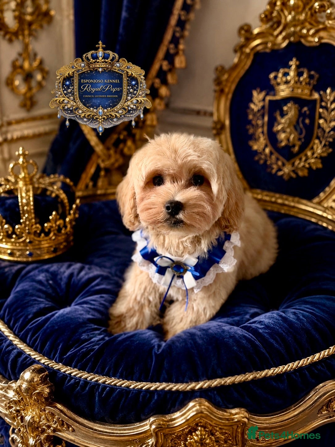 Maltipoo dogs 👑 Last Exquisite Esponjoso Royal maltipoo Boy 👑 - Advert 2