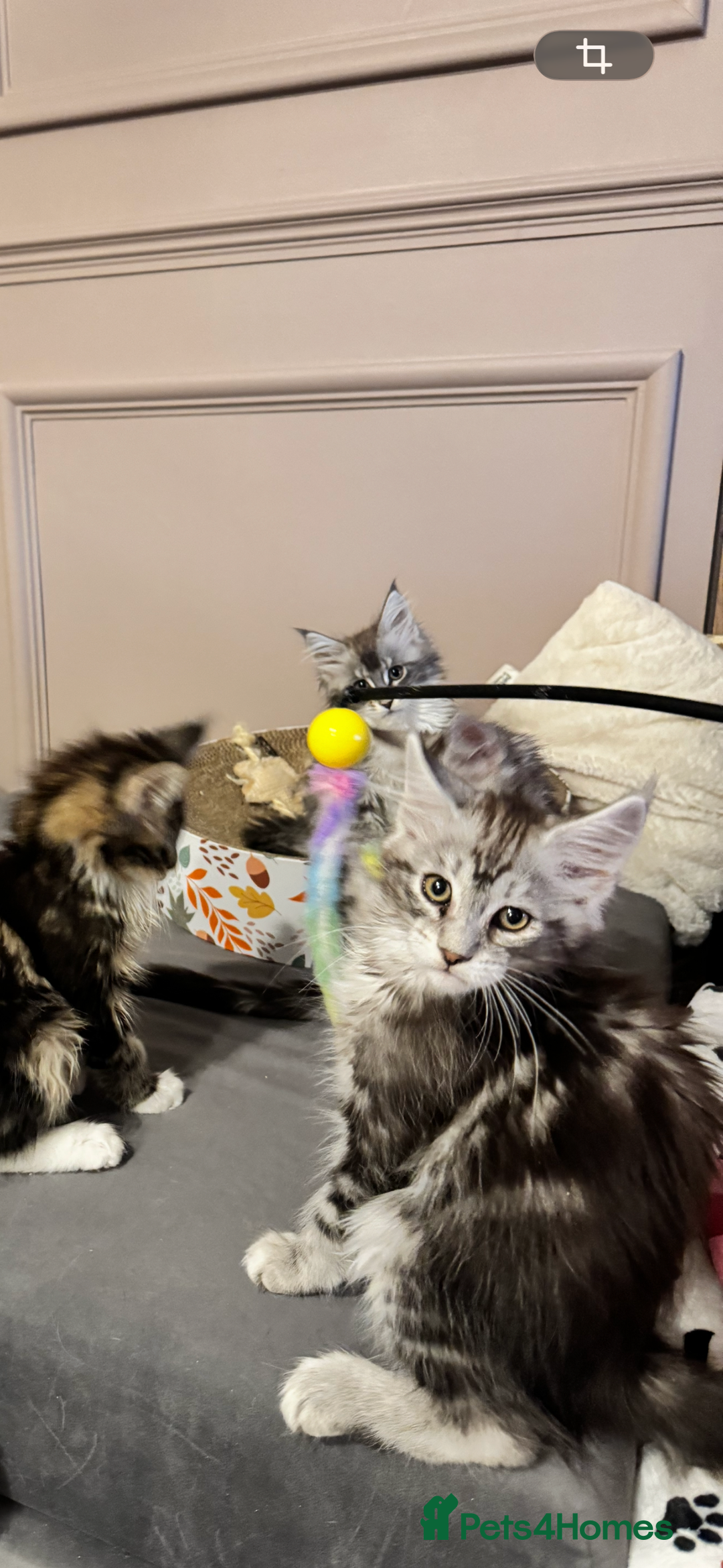 Maine Coon cats for sale: Maine Coon kittens TICA reg. 3girls available  - Advert 7