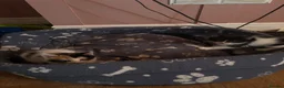 Mixed Breed cats for sale: 4 beautiful family kittens ready to leave now  - Advert 28