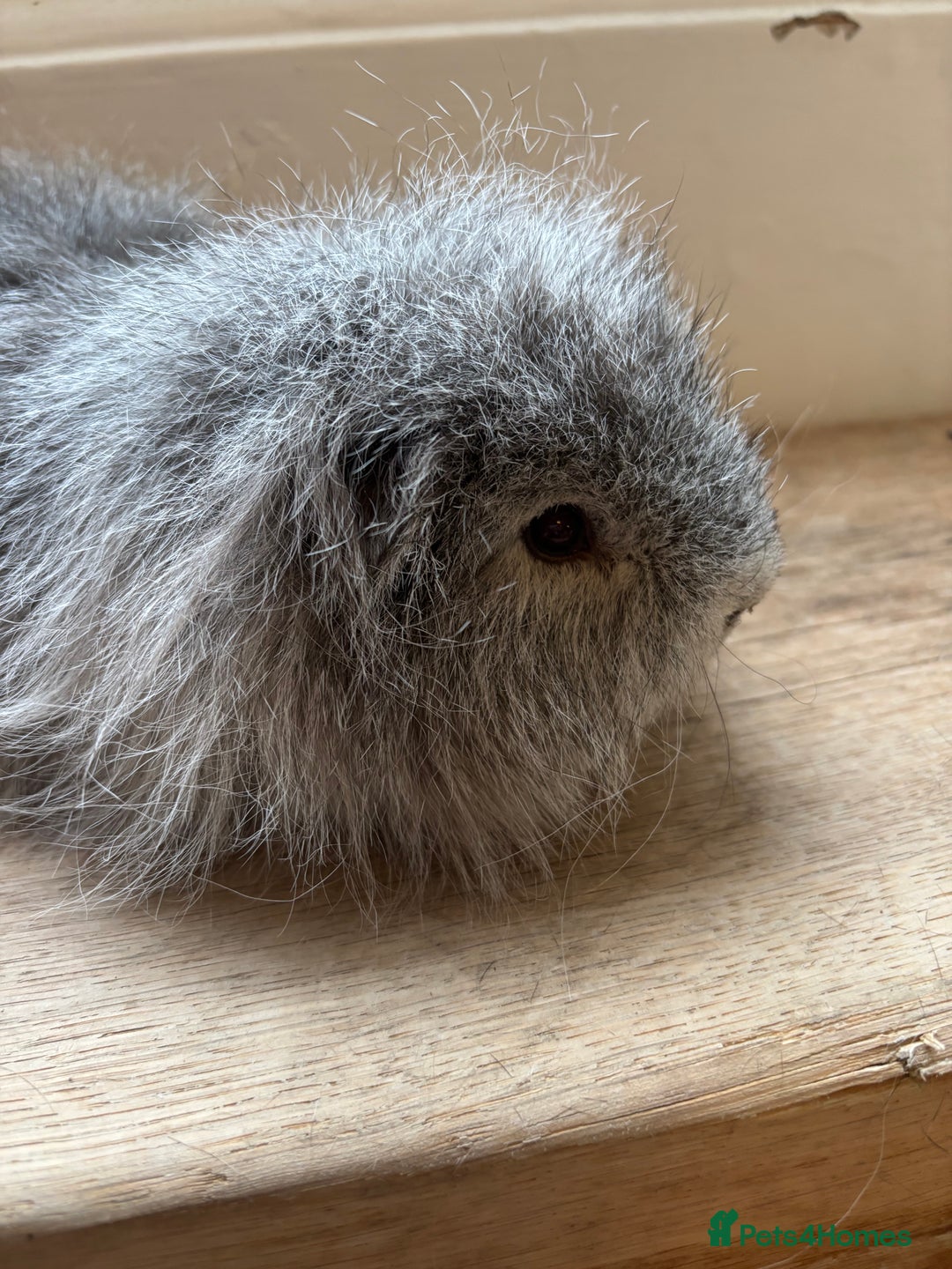 Guinea Pig rodents for sale: Proven Swiss Boar 9 months and son - Advert 2