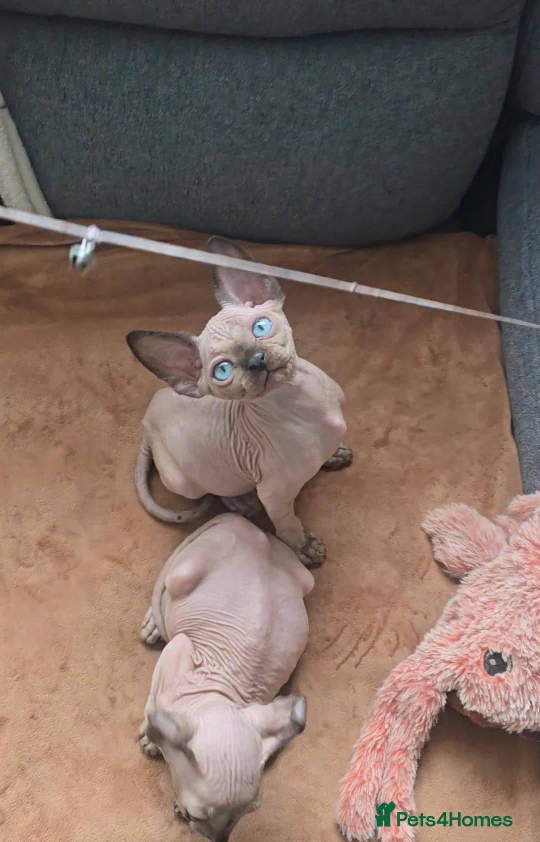 Sphynx cats READY SOON🩵🩵 SPHYNX KITTENS 🩵🩵 TESTED - Advert 1