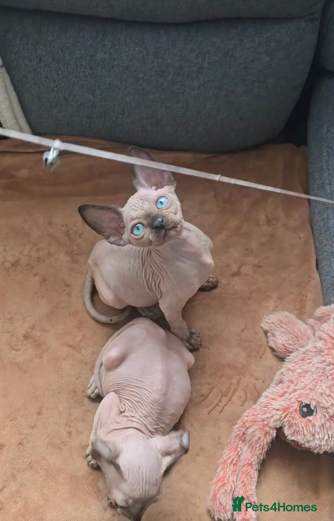 Sphynx cats for sale: LAST BOY💕READY 🩵SPHYNX KITTEN🩵 TESTED - Advert 1