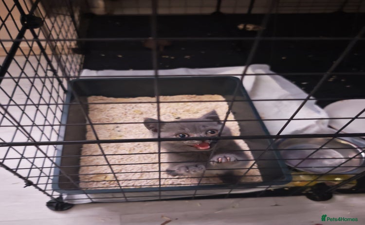 British Shorthair cats in Crewe - Advert 1