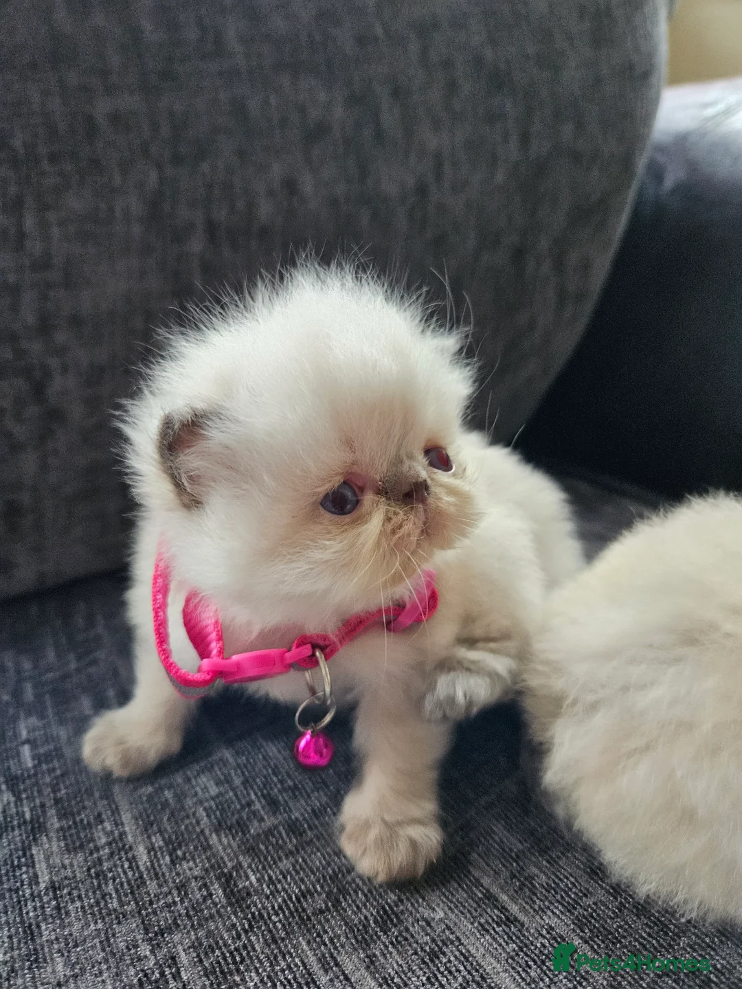 Persian cats for sale: 😻Stunning Pedigree Persian Kittens 😻 - Advert 13