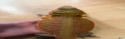 Bearded Dragon reptiles for sale: Beautiful Baby Bearded Dragons Available - Advert 1