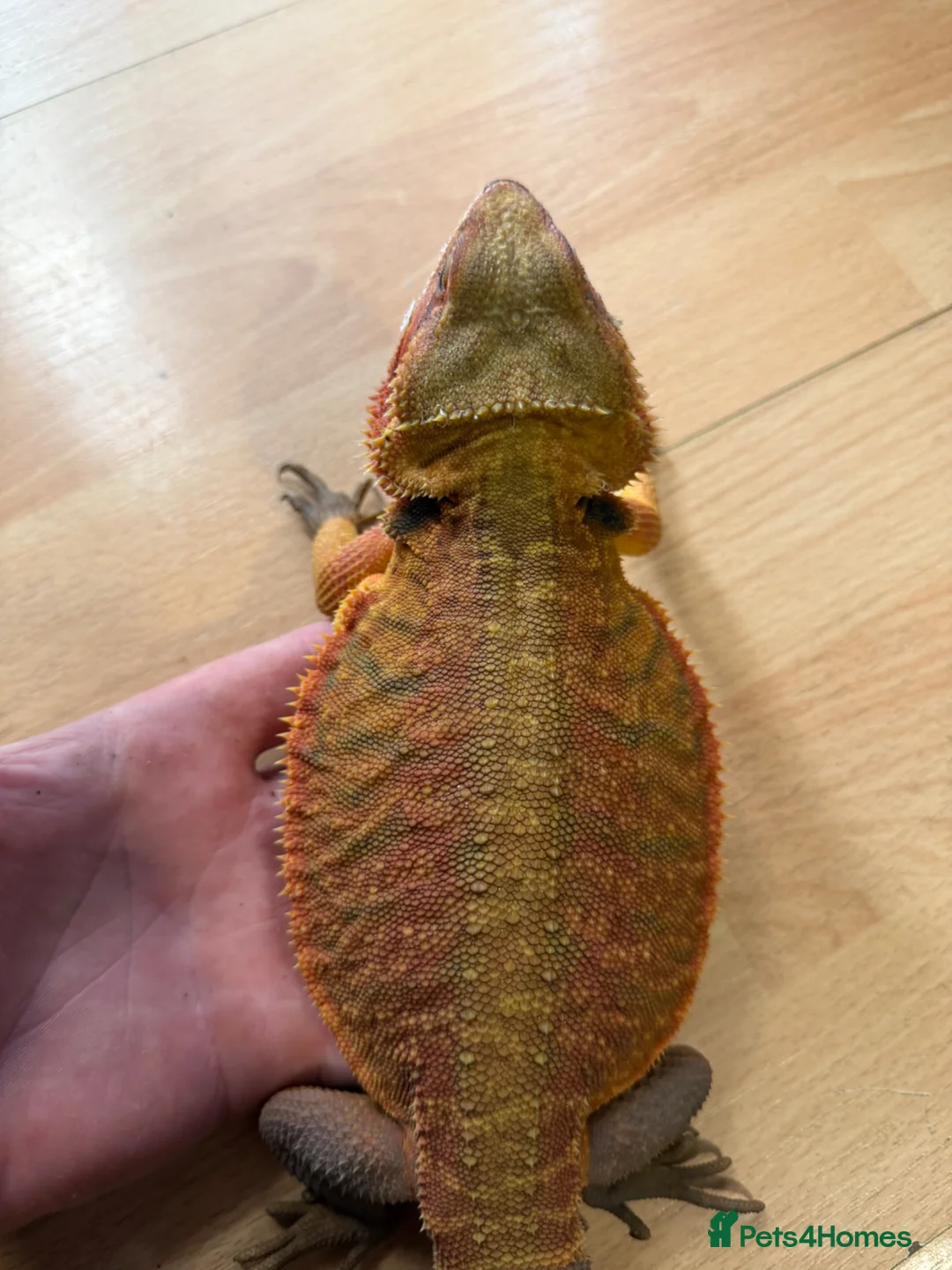 Bearded Dragon reptiles for sale: Beautiful Baby Bearded Dragons Available - Advert 1