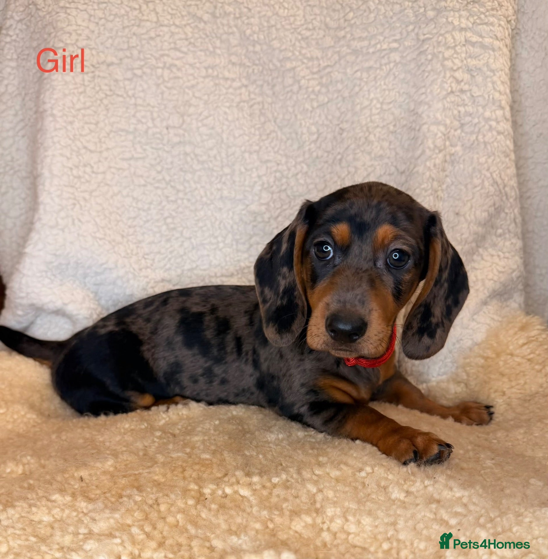 Dachshund dogs Beautiful Dachshund Puppies  - Advert 1