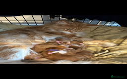 Maine Coon cats for sale: Maine Coon Kittens - Image 5