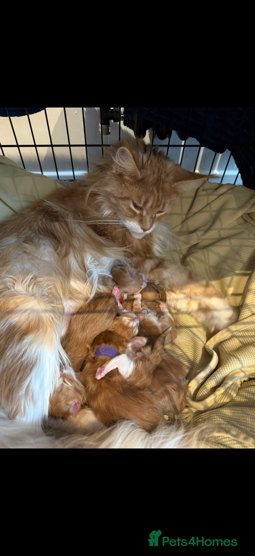 Maine Coon cats for sale: Maine Coon Kittens - Image 5