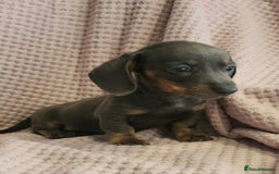 Miniature Dachshund dogs for sale: Beautiful miniature dachshund  - Image 16